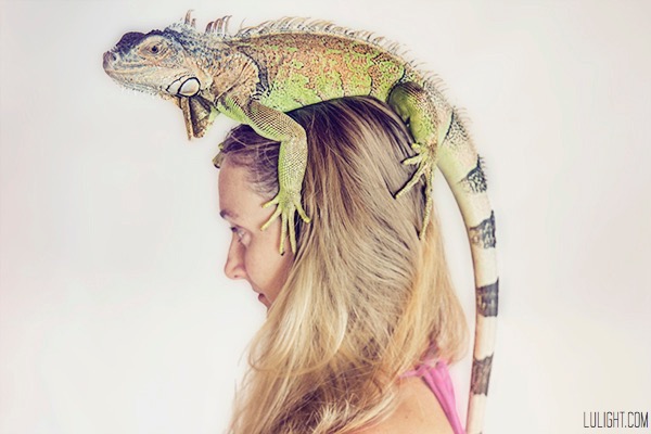 green iguana pet photography, Lulight photography