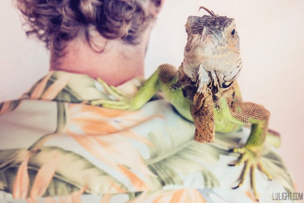 green iguana pet photography, Lulight photography