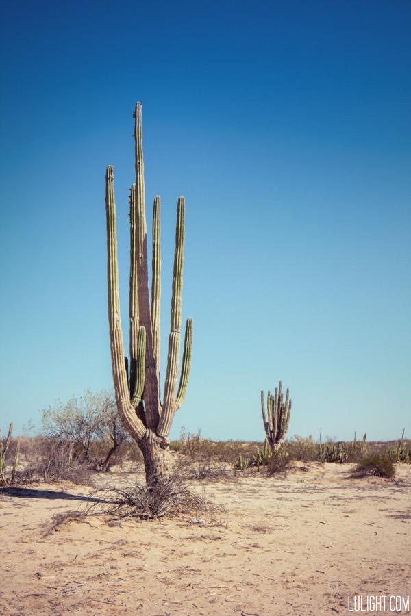 cactus forest, lulightcom, lucia ferreira litowtschenko