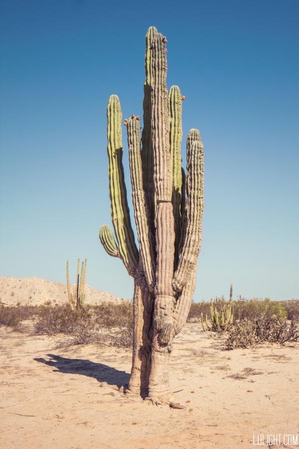 giant cactus, lulightcom, lucia ferreira litowtschenko